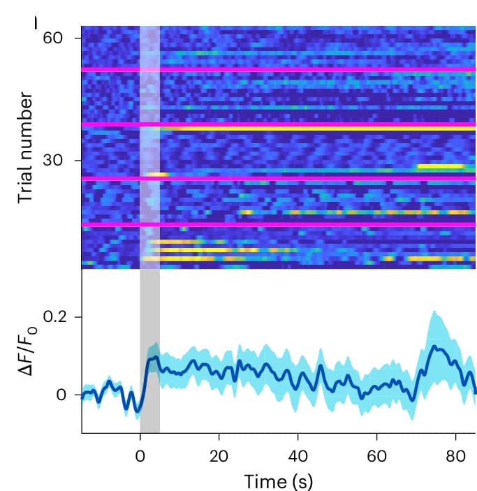 Open access visualization of Heatmap, Line Plot, Error Bars, Fibre Photometry, Magnetic Field