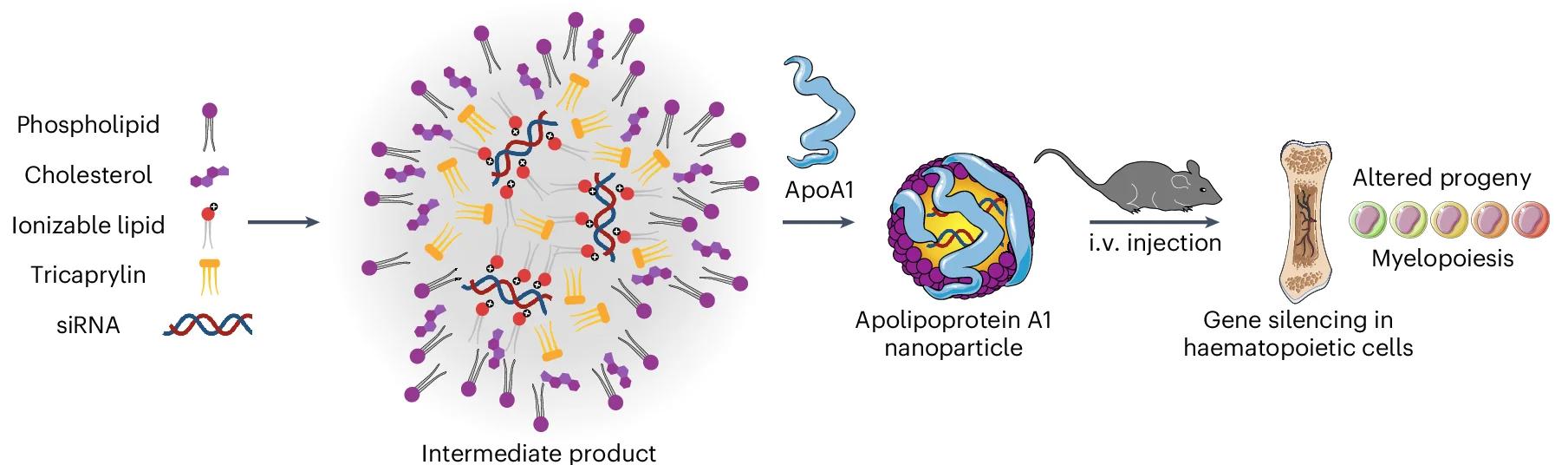 Open access visualization of Workflow, Illustration, siRNA, Apolipoprotein Nanoparticle, aNP-siRNA
