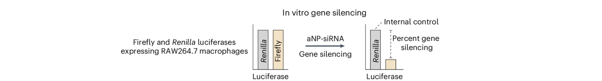 Open access visualization of Bar Plot, Heatmaps, Fluc Reporter Gene Silencing, In vitro, Bioluminescence