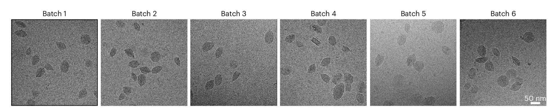 Open access visualization of Microscopy, Cryo-EM, aNP-siRNA