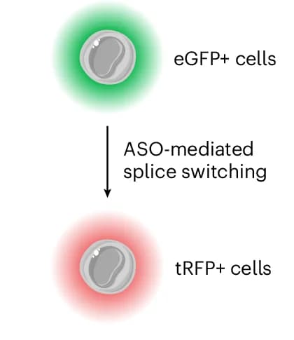 Open access visualization of Workflow, Illustration, NATURA Reporter Cells, eGFP Expression, tRFP Expression