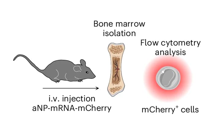 Open access visualization of Workflow, Illustration, aNPs, mCherry mRNA, C57/BL6 Mice