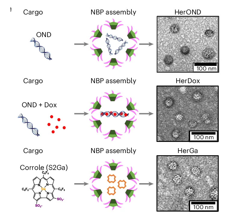 Open access visualization of Workflow, Microscopy, Chemical Structure, HPK Assembly, Cargo