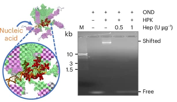 Open access visualization of Chemical Structure, Gel, Capsomere Binding, Nucleic Acid Cargo, HPK Capsomere