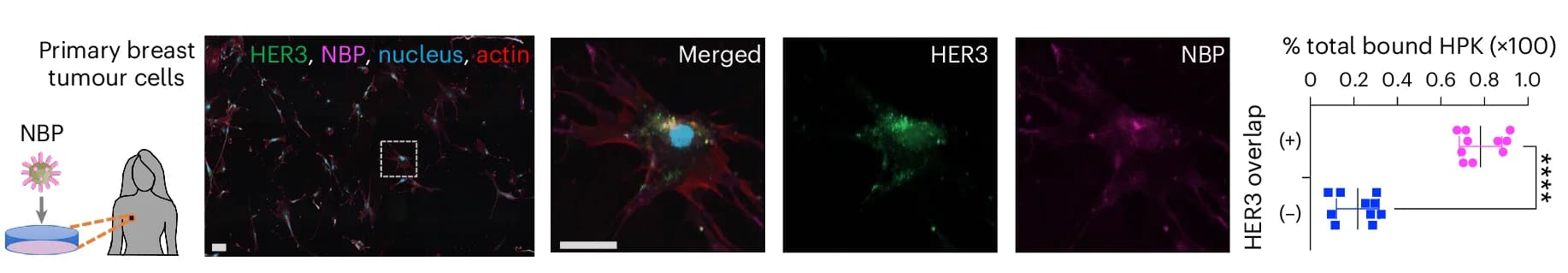 Open access visualization of Microscopy, Scatter Plot, HerOND Binding, Patient-Derived Tumour Cells, NBP