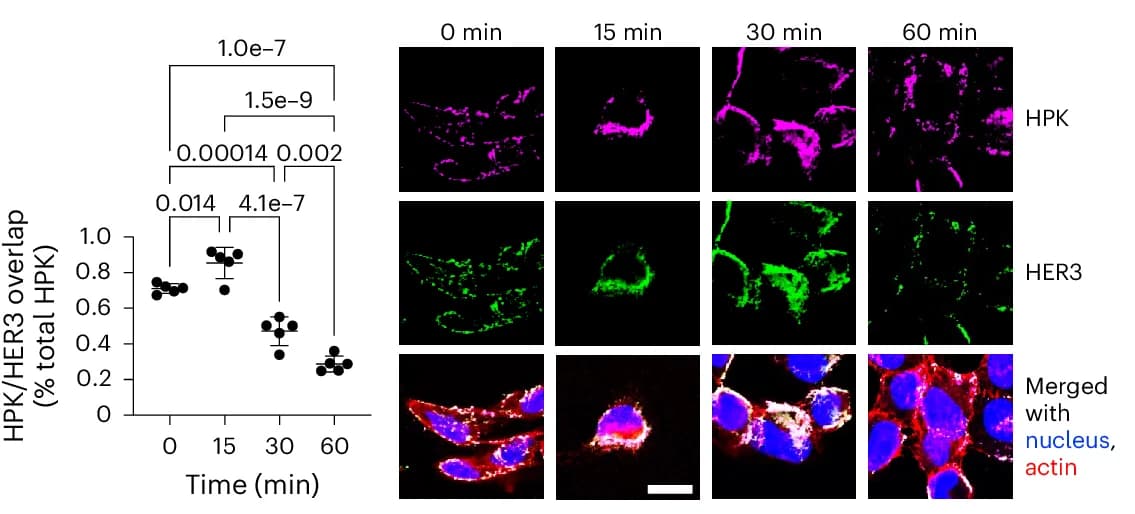 Open access visualization of Scatter Plot, Microscopy, HER3+ Tumour Cells, HPK Particle Uptake, Intracellular Trafficking