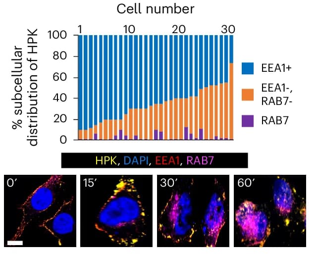 Open access visualization of Stacked Bar Plot, Microscopy, HPK Particle Trafficking, Immunocytofluorescence, Intracellular Distribution