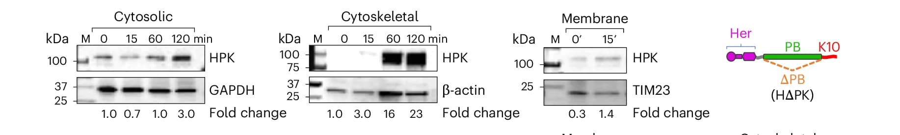Open access visualization of Gel, Illustration, Immunoblots, HER3+ Cells, Subcellular Fractions