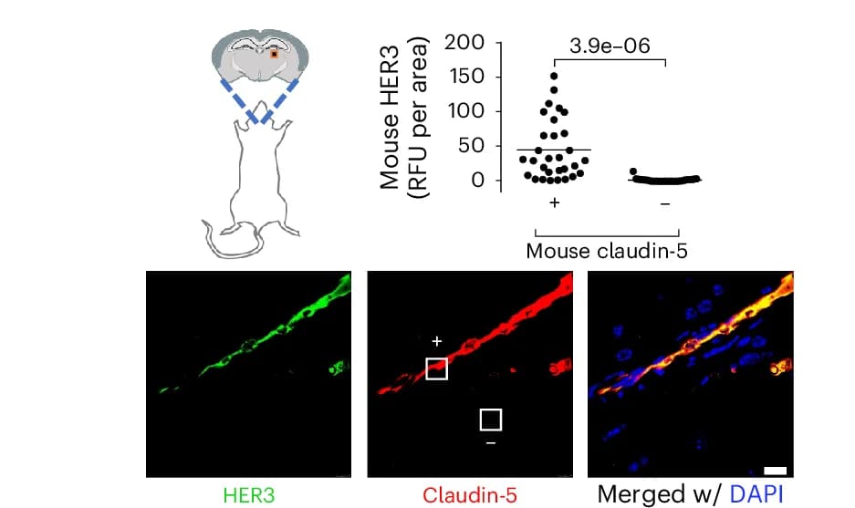 Open access visualization of Scatter Plot, Microscopy, Immunohistofluorescence, Frontal Cortex, Murine Brain