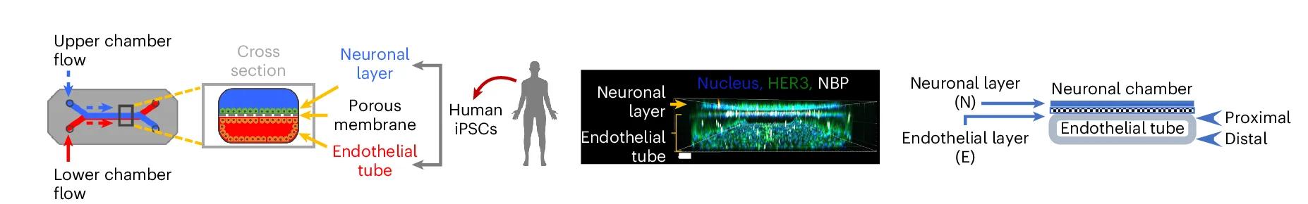 Open access visualization of Workflow, Illustration, Microscopy, BBB Chip, Schematic