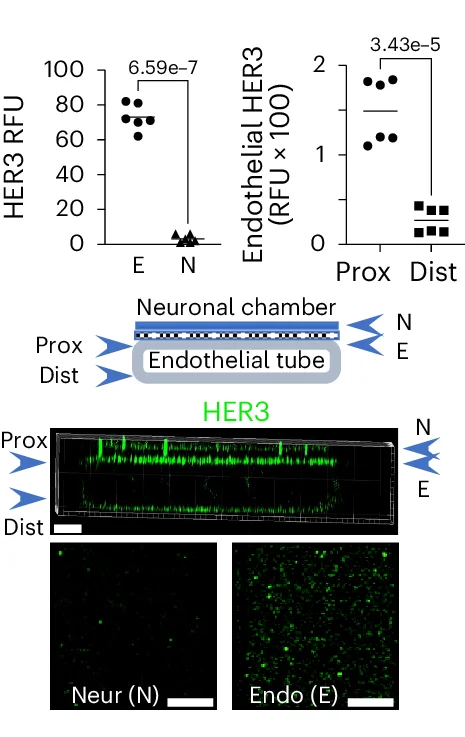 Open access visualization of Microscopy, Bar Plot, HER3, BBB Chips, Cross-Sectional View