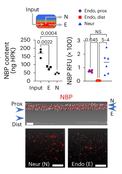 Open access visualization of Bar Plot, Error Bars, Microscopy, BBB Chips, Endothelial Flow