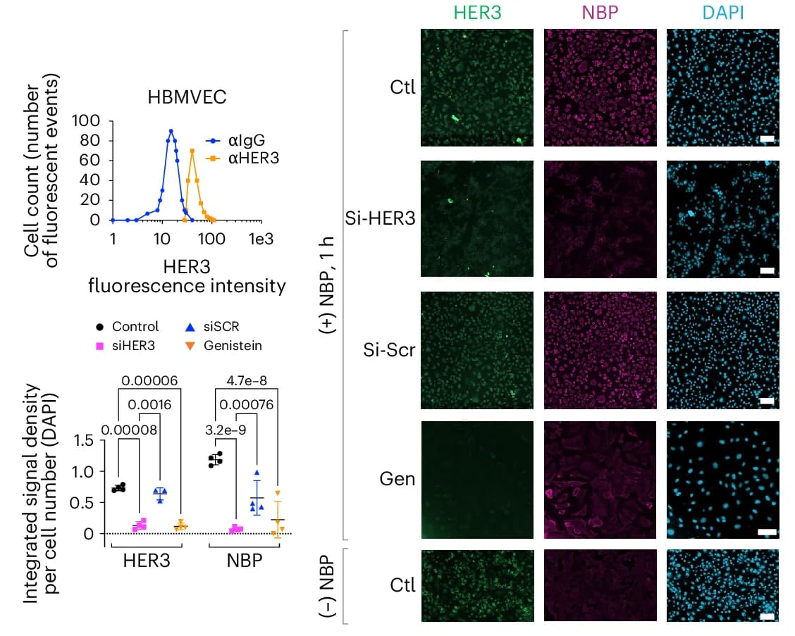 Open access visualization of Microscopy, Line Plot, Scatter Plot, Error Bars, Cell Surface HER3