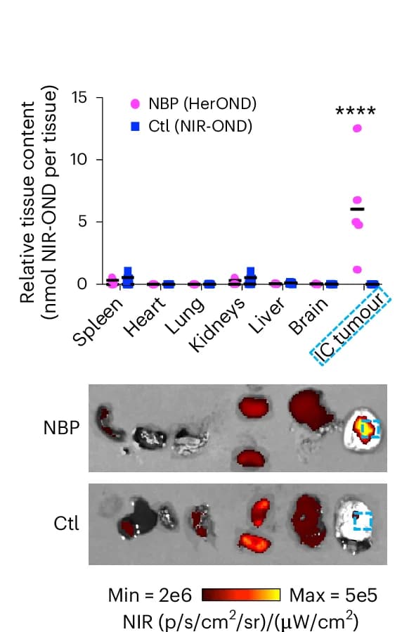 Open access visualization of Scatter Plot, Microscopy, Tissue Distribution, NIR-OND, NBP