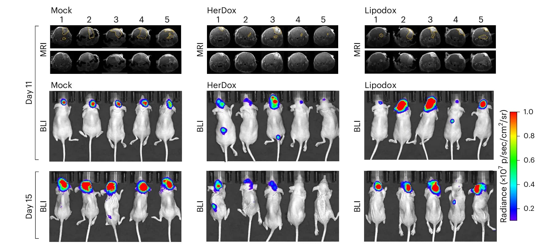 Open access visualization of Microscopy, Photo, Brain MRI, BLI, Mice