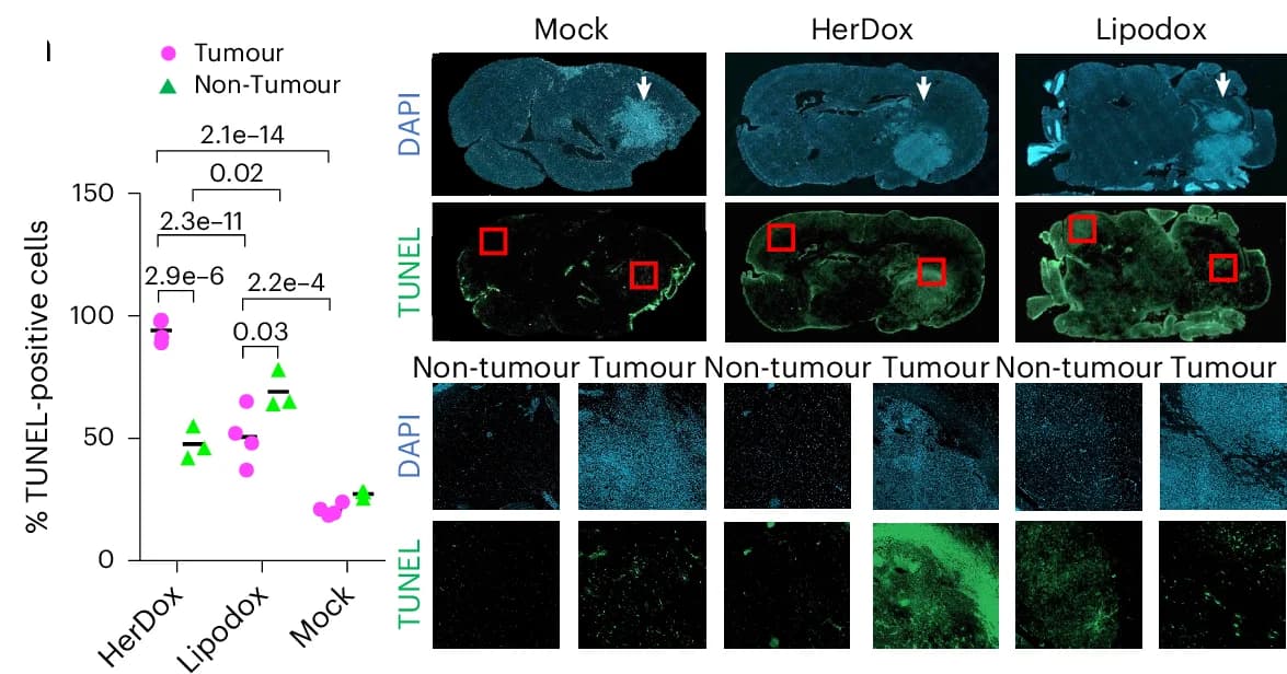 Open access visualization of Scatter Plot, Microscopy, Apoptosis, TUNEL Stain, Brain