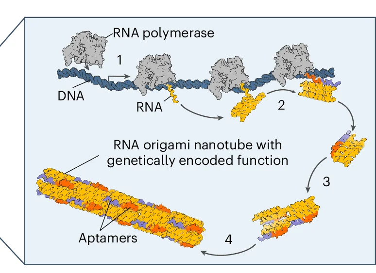 Open access visualization of Workflow, Illustration, Co-transcriptional RNA Origami, DNA Template, RNA Polymerase