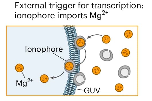 Open access visualization of Workflow, Flowchart, Illustration, RNA Origami, Magnesium