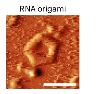 Open access visualization of Microscopy, AFM Micrograph, RNA Origami, Pentagon, Scale Bar