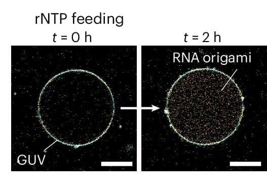 Open access visualization of Microscopy, Confocal Images, RNA Origami, GUV, Membrane