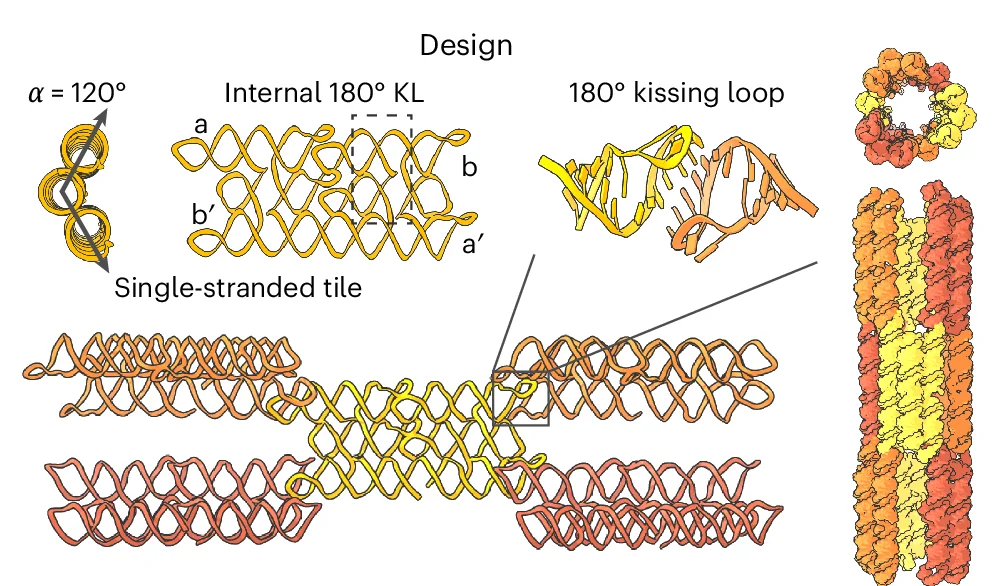 Open access visualization of Illustration, Chemical Structure, In Silico Design, RNA Origami, Nanotubes