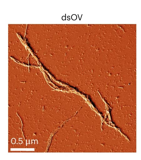 Open access visualization of Microscopy, AFM Micrograph, Error Signal Mode, Bundled dsOV RNA Origami Nanotubes, Magnesium