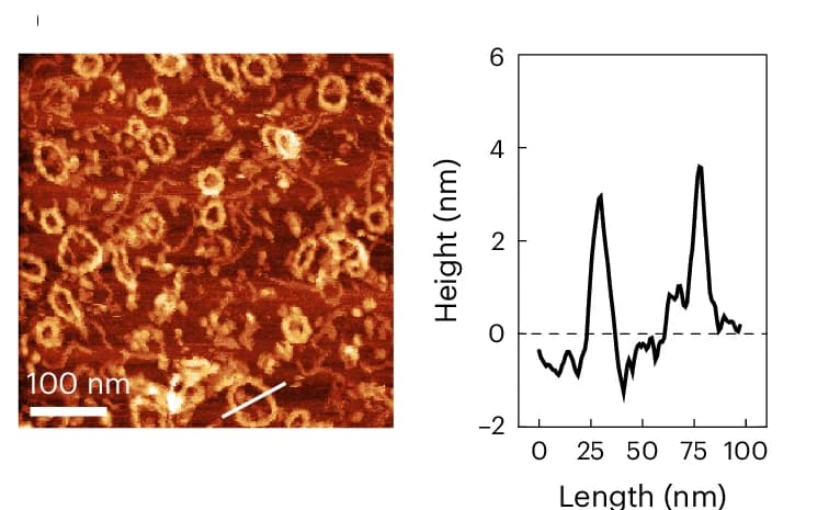 Open access visualization of Microscopy, Line Plot, AFM Micrograph, Height Profile, In Vitro Transcription