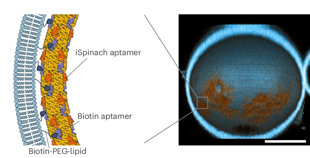 Open access visualization of Microscopy, Illustration, RNA Origami Nanotubes, Cortex Formation, Giant Unilamellar Vesicles