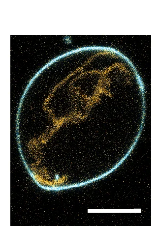 Open access visualization of Microscopy, Giant Unilamellar Vesicles, Deformation, Biotin Aptamer, RNA Origami Nanotubes