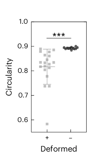 Open access visualization of Scatter Plot, Error Bars, Giant Unilamellar Vesicles, Deformation, Circularity