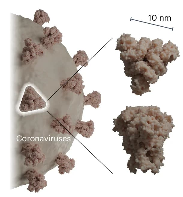 Open access visualization of Protein Structure, Glycoprotein Complexes, SARS-CoV-2, Spike Protein, Blender
