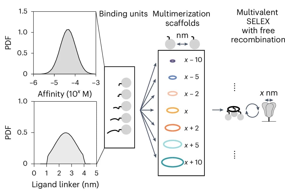 Open access visualization of Density Plot, Workflow, Illustration, Gillespie Simulation, Multivalent Selection