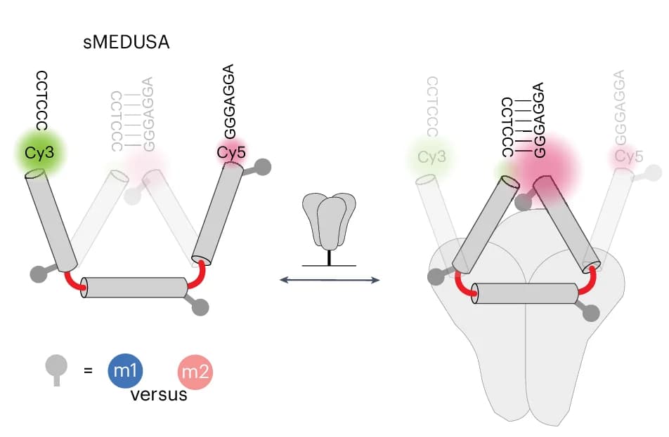 Open access visualization of Illustration, sMEDUSA, Conformational States, Spike Protein