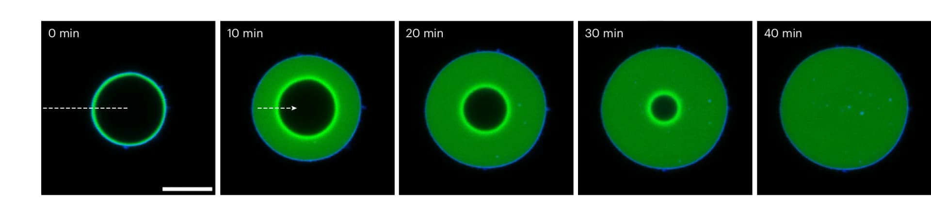 Open access visualization of Microscopy, CLSM Images, Invasion Process, DNA Condensate, Ballistic Wave Diffusion