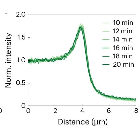 Open access visualization of Line Plot, Cross-Sectional Line Profiles, Invasion, Self-Similar Shape, Scale Bar