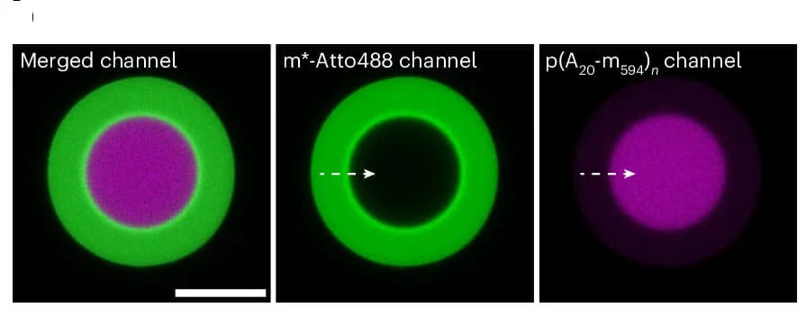 Open access visualization of Microscopy, CLSM Images, DNA Condensate, Invasion, Magnesium Chloride