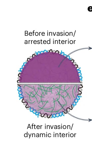 Open access visualization of Illustration, DNA Condensate, Invasion