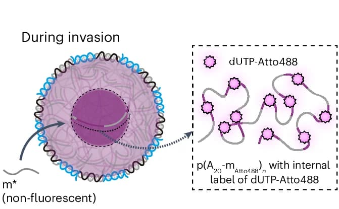 Open access visualization of Illustration, Fluorescent DNA Condensate, Invasion, Non-fluorescent Invaders