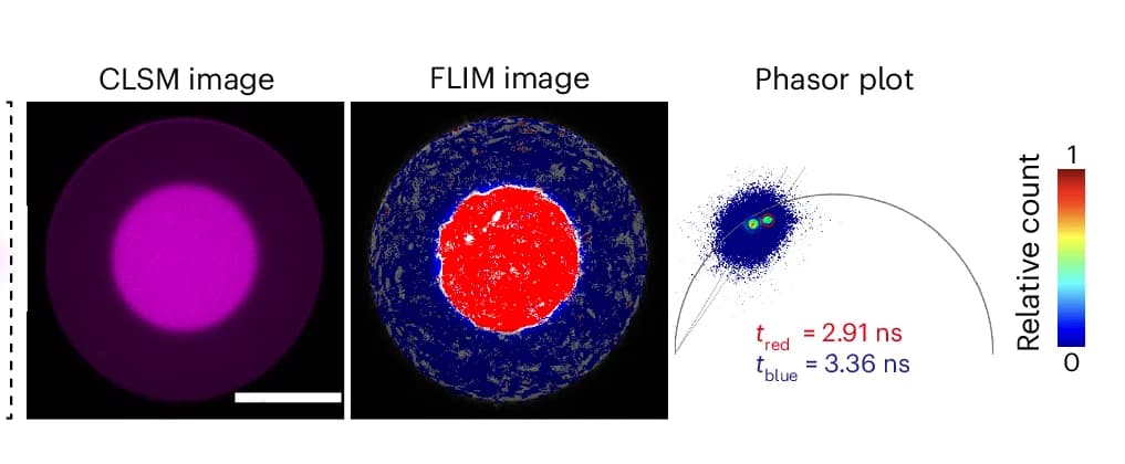 Open access visualization of Scatter Plot, Microscopy, Heatmap, CLSM Images, FLIM Images