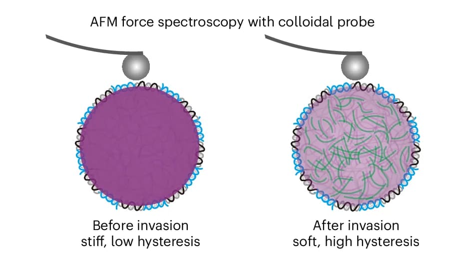 Open access visualization of Illustration, AFM Indentation Measurement, DNA Condensates, Invasion