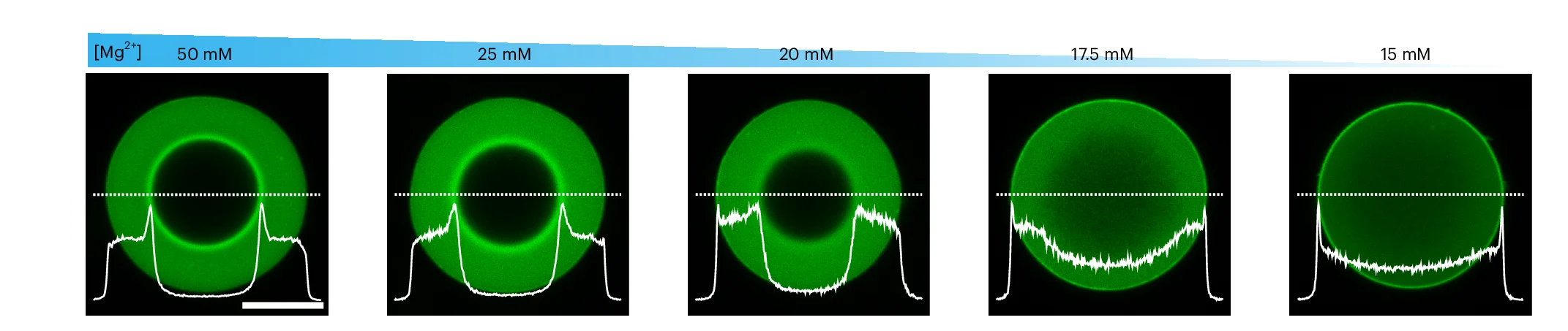 Open access visualization of Microscopy, Line Plot, CLSM, Ballistic Wave Diffusion, Fickian Diffusion