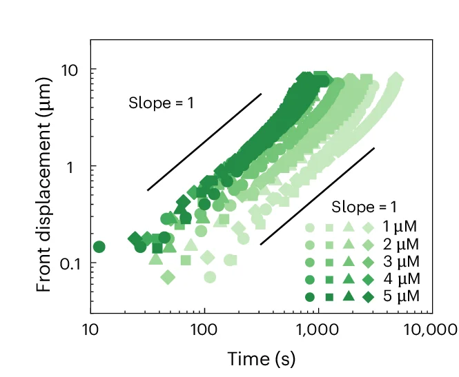Open access visualization of Scatter Plot, Regression Plot, Front Displacement, Ballistic Wave Diffusion, Invader Concentrations