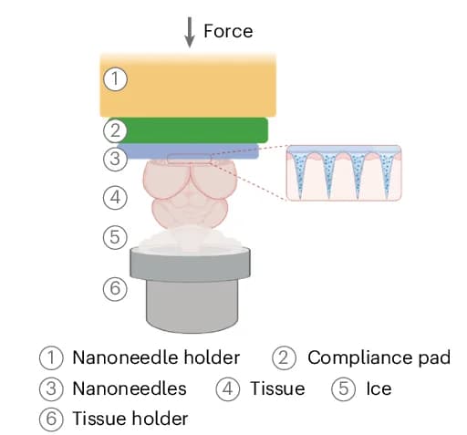 Open access visualization of Illustration, Workflow, Nanoneedle Imprinting System, Schematics
