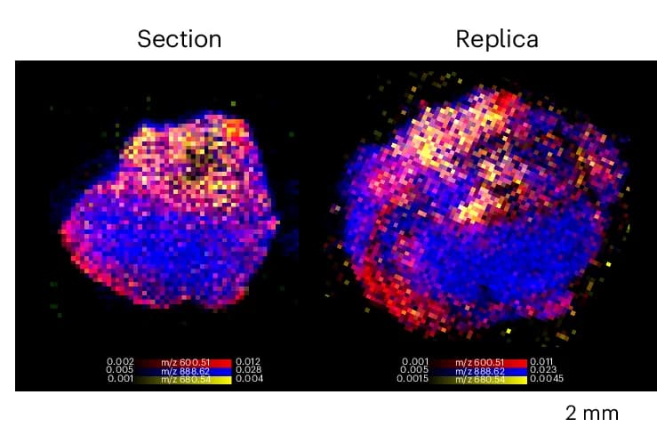 Open access visualization of Heatmap, Overlay Map, TIC-normalized Intensity, Cer 36:1;O2, SHexCer 42:2;O2