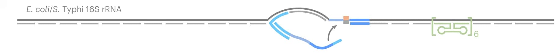 Open access visualization of Illustration, E. coli, S. Typhi, 16S rRNA Carrier Design, Reference Structure