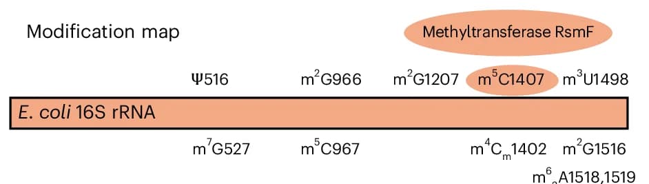 Open access visualization of Illustration, E. Coli, 16S rRNA, Methyltransferase, Methylation