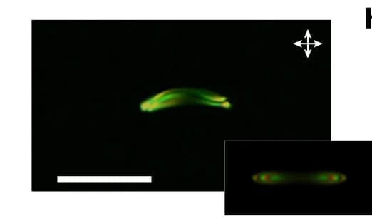 Open access visualization of Microscopy, POMs, Straight fiber fragment, Computer simulation, Counterparts
