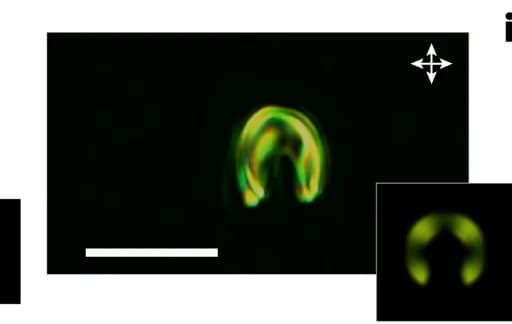 Open access visualization of Microscopy, POMs, Straight fiber fragment, Computer simulation, Counterparts