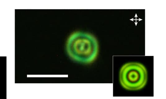 Open access visualization of Microscopy, POMs, Straight fiber fragment, Computer simulation, Counterparts