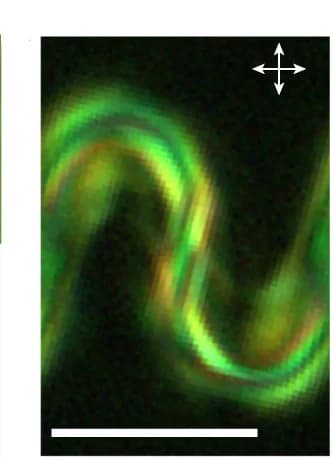 Open access visualization of Microscopy, POM, Snake-like fragment, Möbiuson